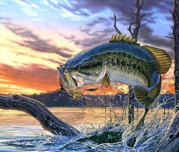 Fish with Sunset