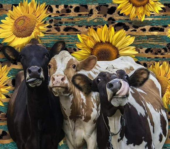 3 cows with Sunflowers